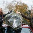Couple stand either side of car tying Christmas tree to roof